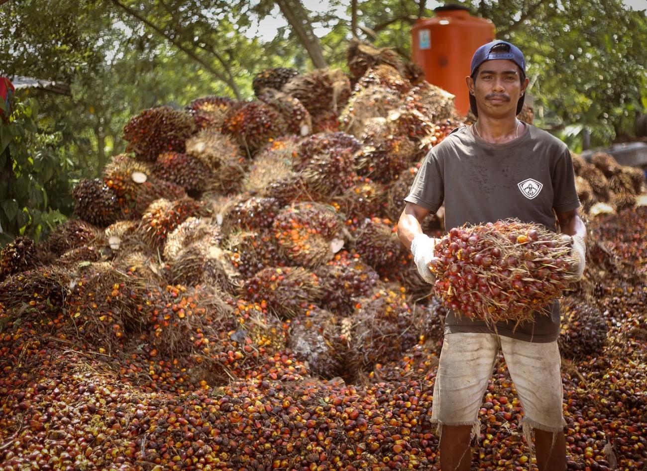 Harga TBS Sawit Kaltim Sentuh Angka Rp 2.497,46 per Kg