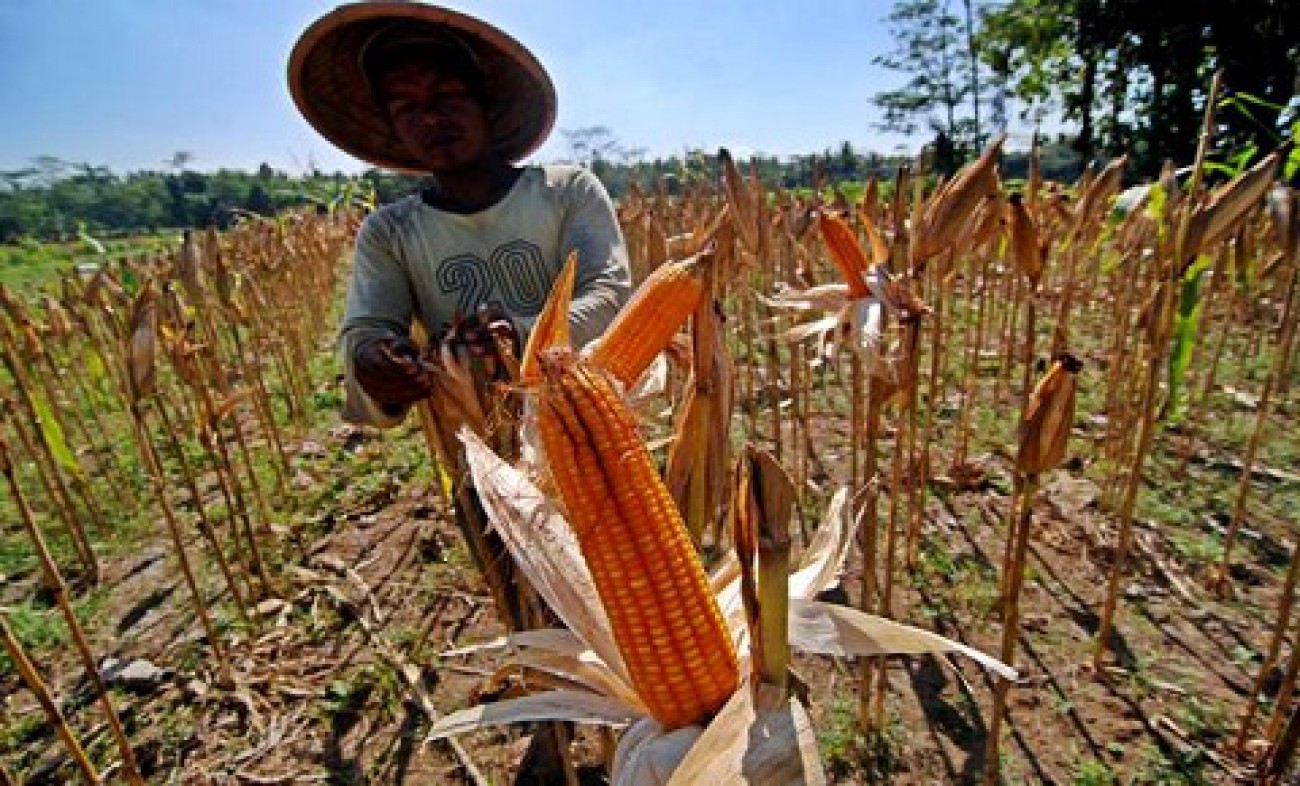 Penanaman Jagung Di Lahan Perkebunan, Kaltim Siapkan 3.688 Hektar