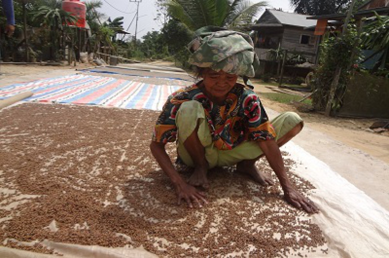 Khawatir Harga Jatuh, Petani Lada Enggan Fokus