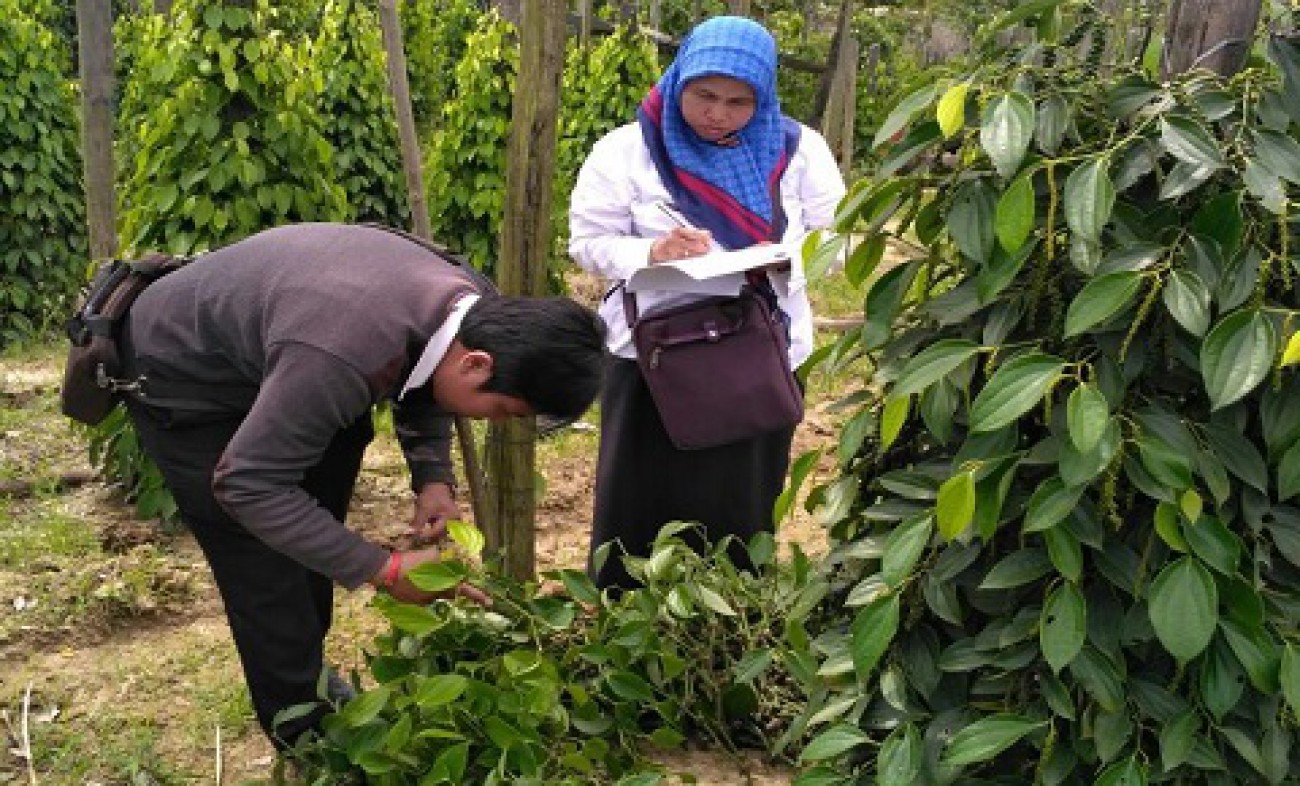 Disbun Bangun Kebun Induk Lada di PPU