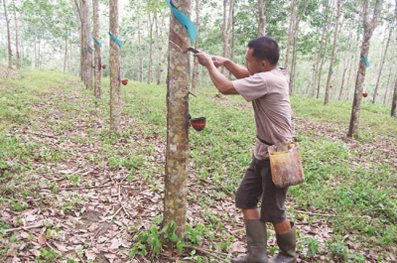 Petani Karet Anggap Kiamat