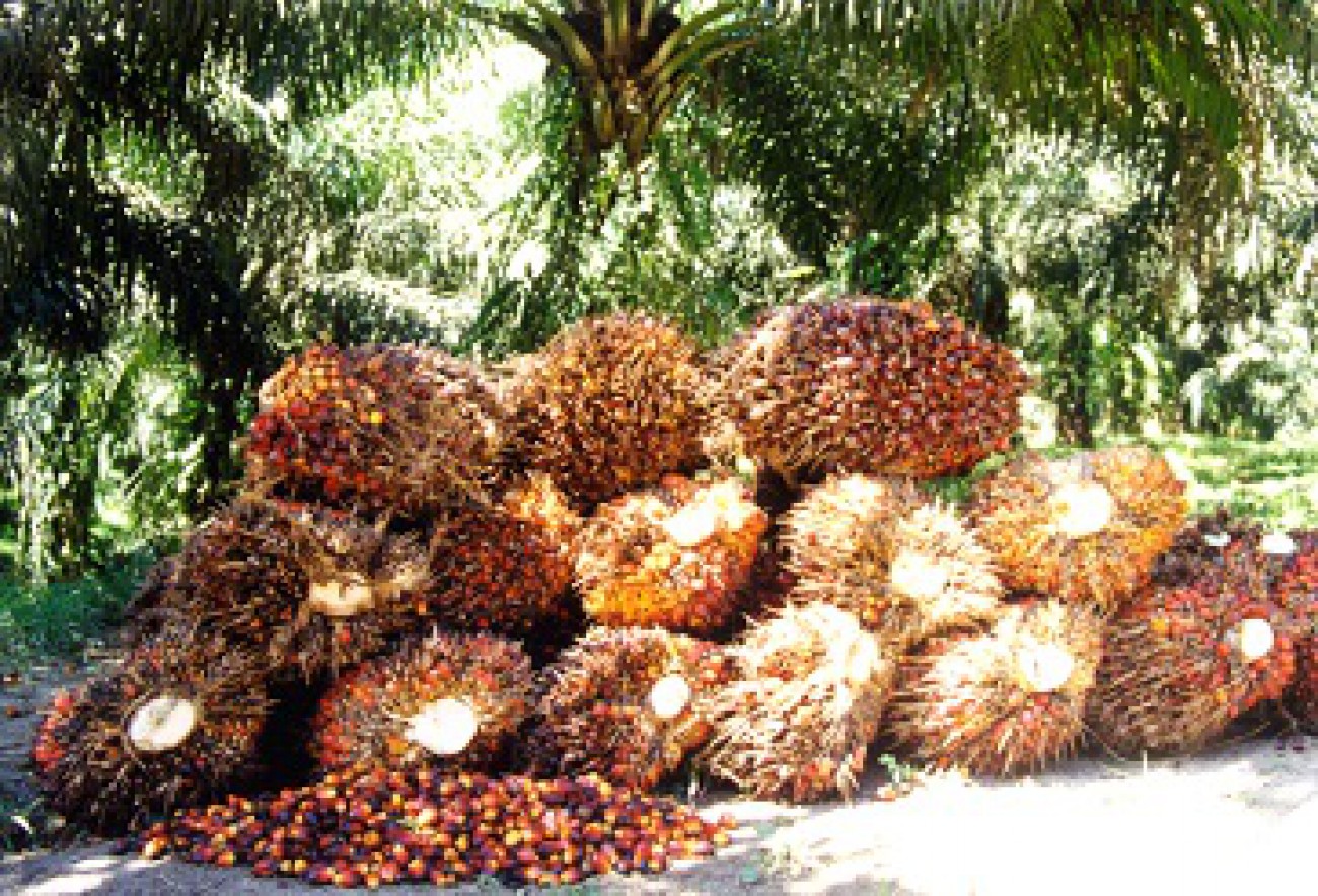 Petani Sawit Dapat Pelatihan dari WKP