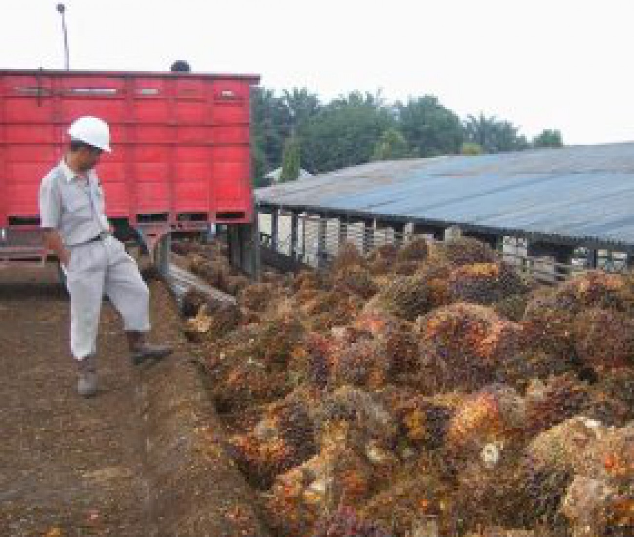 CPO dan Karet Gagal Masuk EG List APEC