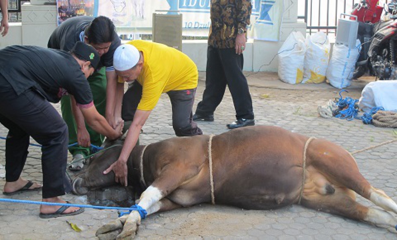 Sambut Idul Adha 1439 H, Disbun Kurbankan 6 Sapi