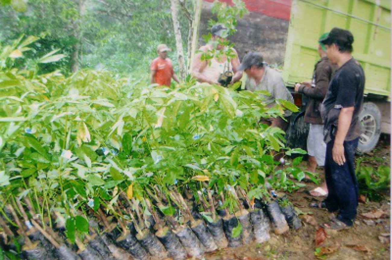 Bantuan Bibit untuk Pekebun Karet dan Lada