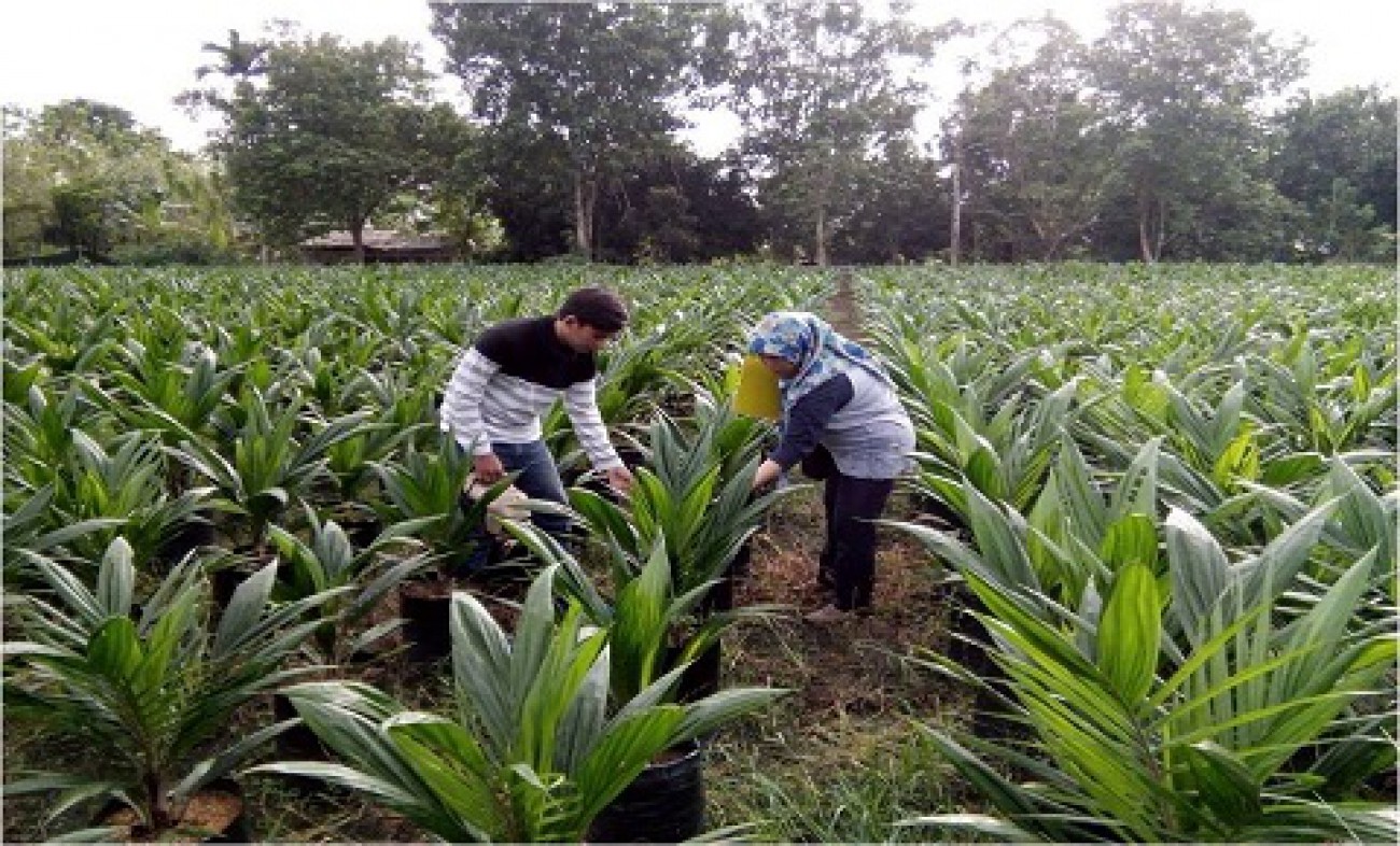 Disbun Sertifikasi 1,2 Juta Lebih Benih Sawit