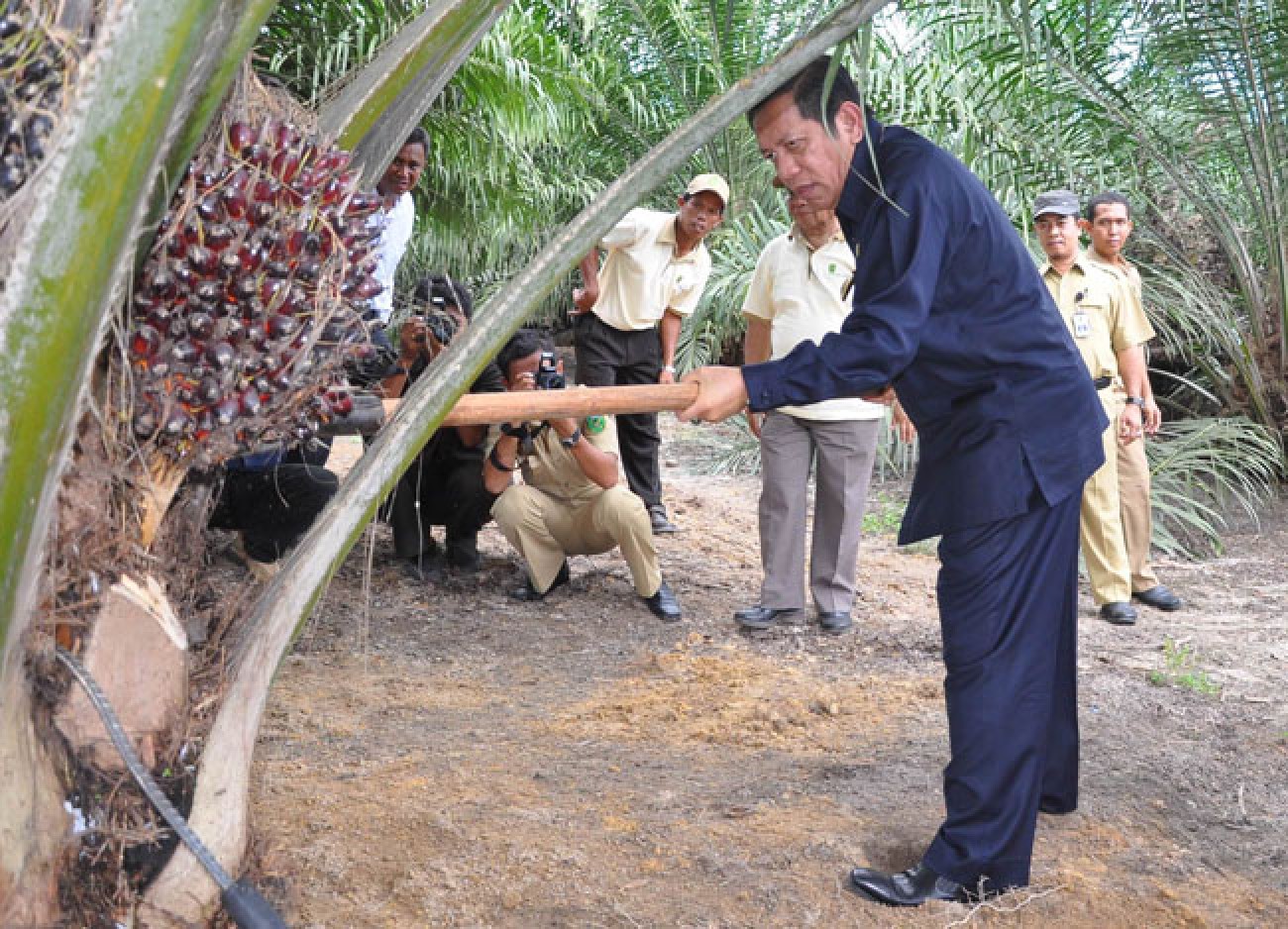 Satu Perusahaan Sawit Dapat Nilai A