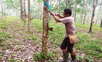 Nilai Tukar Petani Perkebunan Naik