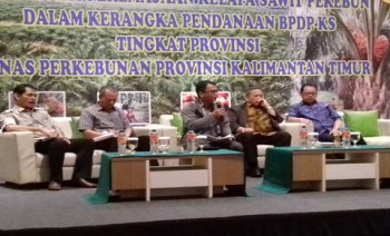 28 Ribu Hektar Sawit Siap Diremajakan