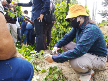 Disbun Laksanakan Bimtek Budidaya Lada