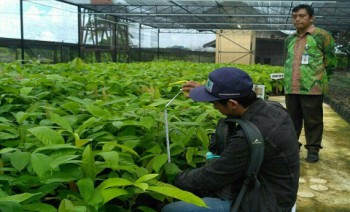 Disbun Sertifikasi 1,07 Juta Benih Perkebunan