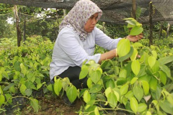 Triwulan III, Disbun Sertifikasi 514.578 Bibit Perkebunan