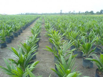 Mengapa Petani Tidak Kapok Menggunakan Benih Palsu?