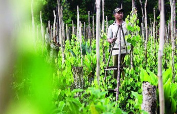 Disbun Terus Lanjutkan SL-PHT Lada