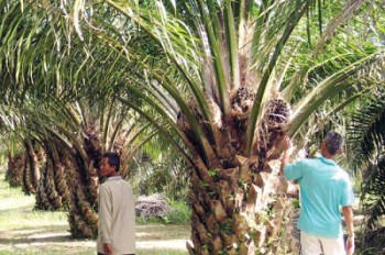 Ketika Saham Asing Dibatasi di Perkebunan