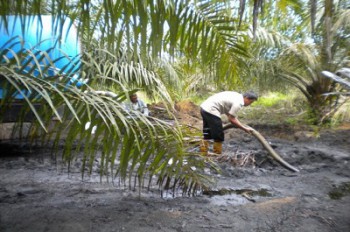 Petani Diajak Kembangkan Pola Tumpang Sari Sawit dan Kedelai