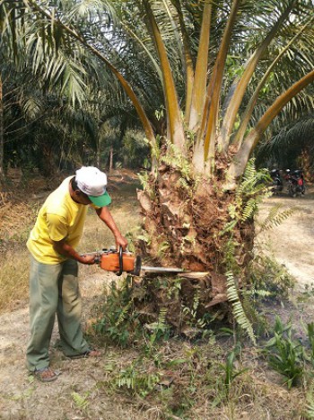 Disbun Lanjutkan Berantas Bibit Sawit Palsu