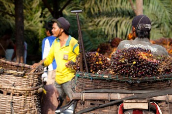 Nilai Tukar Petani Kaltim Masih Rendah