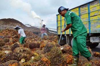 Perusahaan Wajib Bangun 20 Persen Lahan Perkebunan Untuk Masyarakat