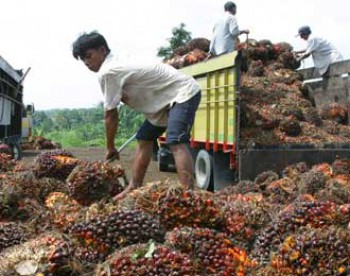 Di KTT APEC China 2014, RI akan Tetap Perjuangkan Sawit