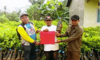 Kembangkan Perkebunan Karet di Lahan Kritis