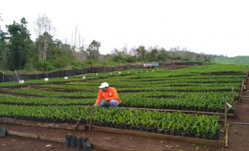 Menyongsong Tahun Benih Nasional 2018, Disbun Kembangkan Desa Mandiri Benih