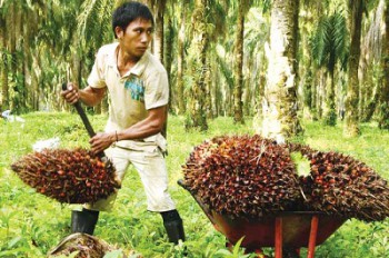 Baru Sawit yang Terserap Langsung ke Industri