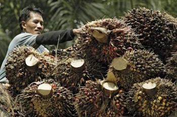 Indonesia Bawa Komoditas Perkebunan Sawit Masuk APEC