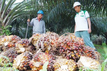 11 Pabrik Sawit Baru Siap Beroperasi di Kaltim