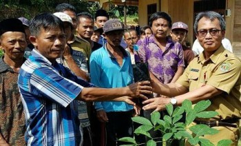 Disbun Salurkan Bantuan Bibit Karet